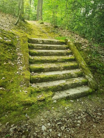 Ancient stone stair steps in the woods covered by green moss. Mysterious fairytale scene with an old stairway.の写真素材
