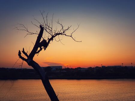 Silhouette of lonely dry tree over sunset sky background. Abstract bare willow branches, dramatic scene near lake and a city on horizon. Dead nature, environmental concept.の写真素材