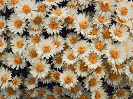 Top view close up of white daisies bouquet composition. Texture pattern of blooming chamomile...