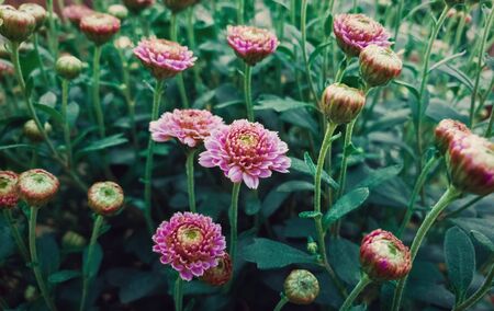 Close up of flowered pink chrysanthemums with buds. Blooming autumn flowers nature background. Soft vertical shot with blossoming purple Michaelmas daisies.の写真素材