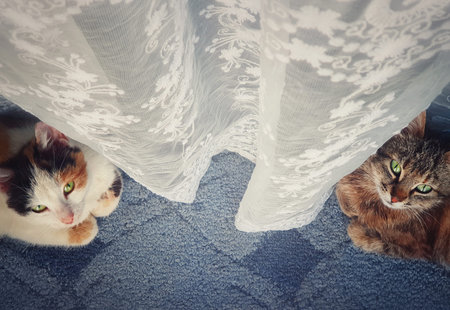 High angle indoor view at two adorable kitten looking up curious with beautiful green eyes. Two...