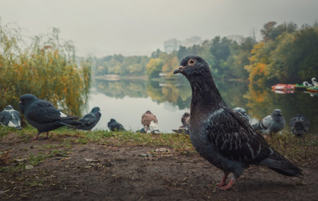 Close up portrait of a single pigeon on the ground in the autumn park. Curious bird looking...