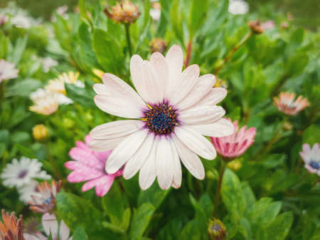Close up of blooming white asters in the garden against natural green leaves background. Dew drops on the soft petals after rain. Beautiful autumn flowers, natural blossoming.の写真素材