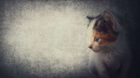 Side view close up portrait of an adorable kitten looking curious, isolated on a gray wall background with copy space for advertising. Cute little cat, striped brown and grey fur. Lovely fluffy petの写真素材