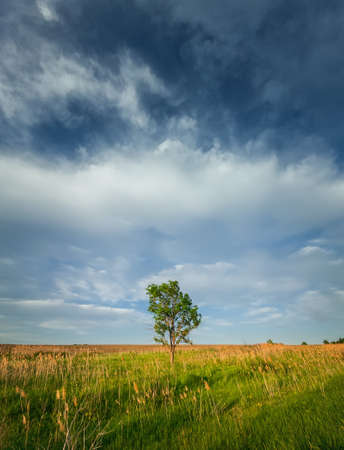 Picturesque summer landscape with a solitary tree in the meadow surrounded by reed and green vegetation. Idyllic rural nature scenery. Countryside seasonal beauty, silence and solitude emotionの写真素材