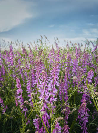 Purple meadow of blooming tufted vetch flowers. Wild vicia cracca, a scrambling plant with violet petals, similar to pea vegetation. Closeup picturesque summer field. Countryside grassland backgroundの写真素材