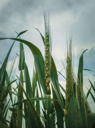 Closeup green wheat crop background. Idyllic rural field, natural scene. Countryside summer grain harvest ripe under sun. Cereal plants spike, vertical shot.の写真素材