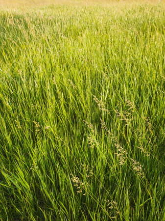 Blooming wild bromus madritensis, foxtail brome plants, on a picturesque summer meadow. Different greening herb, vertical shot. Idyllic rural nature, green spring field texture. Countryside grasslandの写真素材