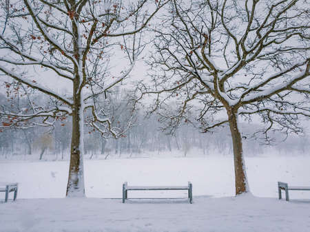 Snowy winter morning in the city park with a bench in the snow between two bare trees. Calm seasonal scene, cold air atmosphere and snowfall in the square. Silent and peaceful viewの写真素材