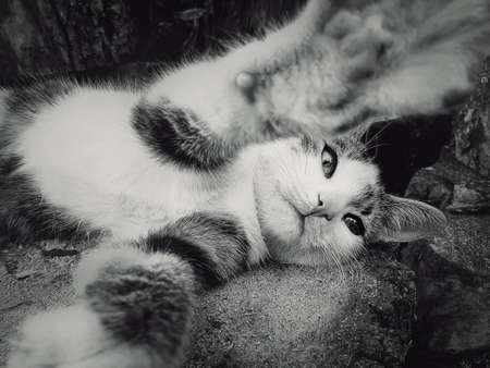 Funny little tomcat playing with camera, close up black and white portrait. Adorable striped kitty with outstretched paws laying down outdoorsの写真素材