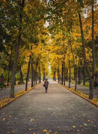 Young woman walking on the alley in the empty autumn park. Beautiful view and silence, colorful leaves fallen on the ground and trails of Stephen III The Great square in Chisinau city, Moldova.の写真素材