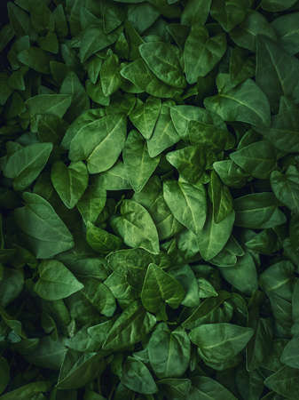 Fresh sprouts, green leaves texture of bindweed plants. Wild herb, natural vegetation close up backgroundの写真素材