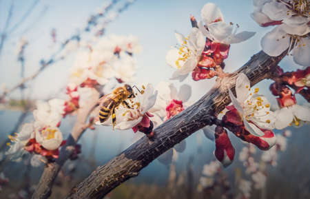 Close up of a diligent honeybee collects nectar from a blooming apricot tree. Little, black and golden bee picks pollen from blossoming fruit flowers. Early spring background, nature awakeningの写真素材