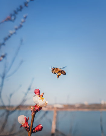 Bee flying to a blooming apricot tree collecting pollen. Honeybee and spring flowers over blue sky backgroundの写真素材