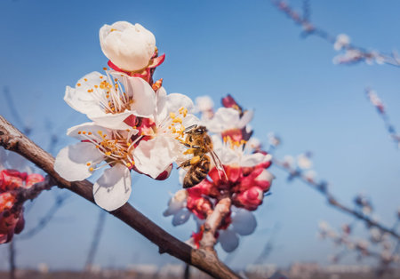 Close up of a diligent bee collecting pollen from blooming apricot trees. Spring background with honeybee gathering nectar from blossoming fruit flowersの写真素材