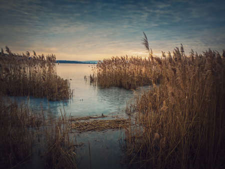 Dry reed in the frozen lake over sunset sky background. Winter landscape near pond, silent evening sceneの写真素材