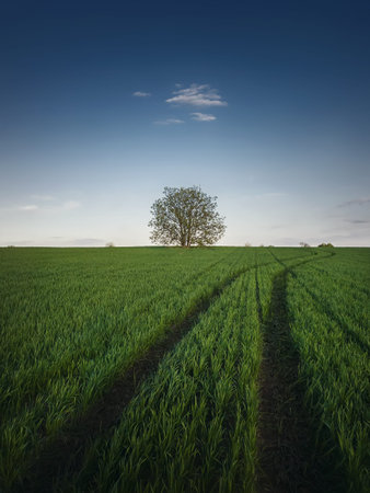 Country pathway along a green wheat field with a lone tree on the horizon. Summer season nature,...