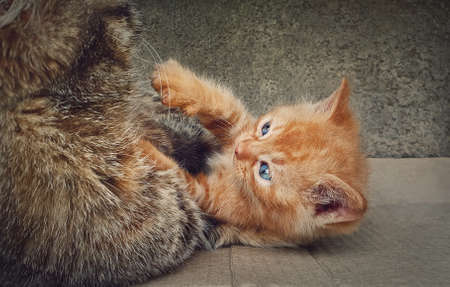 Frisky orange kitten playing with his caring mother cat. Funny ginger kittyの写真素材