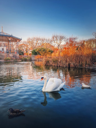 White swan and mandarin ducks floating on the lake in the park of Asnieres sur Seine city hall, Franceの写真素材