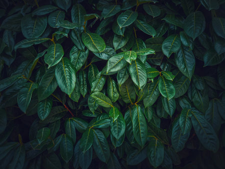 Dark green leaves texture. Wild vegetation natural backgroundの写真素材