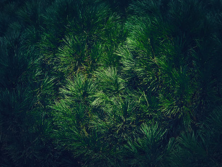 Closeup dark green pine tree texture. Evergreen needles natural backgroundの写真素材