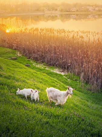 A goat with two little white kids grazing grass on the  fresh green pasture. Idyllic spring sunset light over the lake and the golden reedの写真素材