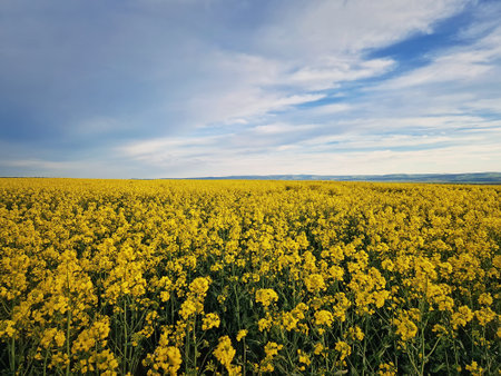 Rapeseed open field. Land with yellow canola flowers. Spring farmland seasonal bloomingの写真素材