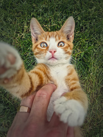 Owner petting his orange tomcat. Playful ginger cat lying on his back in the green grass. Frisky kitten, cute caressing scene in the natureの写真素材