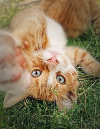 Playful orange kitten lying upside down on the green grass. Little ginger cat cute scene outdoors in the natureの写真素材