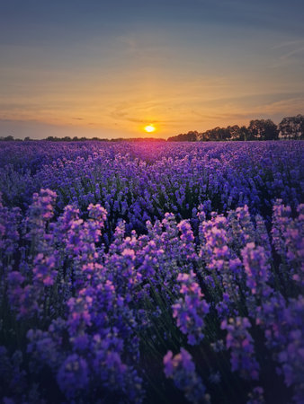 Picturesque scene of blooming lavender field. Beautiful purple pink flowers in warm summer light. Fragrant lavandula plants blossoms in the meadow, vertical backgroundの写真素材