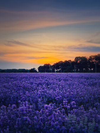 Beautiful scene of blooming lavender field. Purple blue flowers in warm summer dusk. Fragrant lavandula plants blossoms in the meadow, vertical backgroundの写真素材