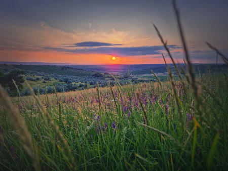 Summer sunset landscape with a view over the green valley with purple flowersの写真素材