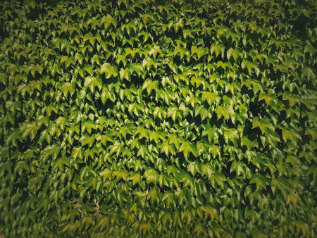 Wild vine texture wall. Green foliage natural background