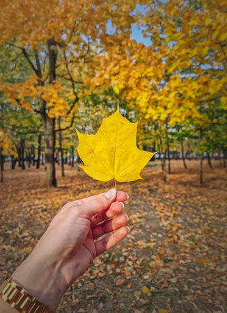 Closeup woman hand in the park holding a yellow maple leaf. Autumnal background, fall season beautyの写真素材