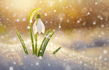 Closeup single snowdrop covered with dew drops rising under the snow in the morning on a snowy spring meadow with falling snowflakes.Selective focus with copy space backgroundの素材