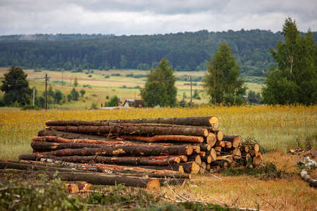 illegal felling of trees in the forest by poachers, bringing global warming and environmental disaster, harvest firewood and wood in large quantities, felled tree trunks lie in field during the dayの写真素材