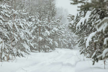 the background of a winter forest, a landscape of fir trees strewn with white snow, an empty road among deep snowdrifts in a blizzardの写真素材