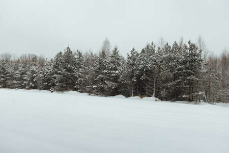 the background of a winter forest, a landscape of fir trees strewn with white snow, an empty road among deep snowdrifts in a blizzardの写真素材