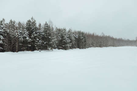 the background of a winter forest, a landscape of fir trees strewn with white snow, an empty road among deep snowdrifts in a blizzardの写真素材
