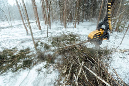 illegal logging, industrial excavator bucket grabs fallen trees and clears the road, harvesting raw materials for the woodworking industryの写真素材