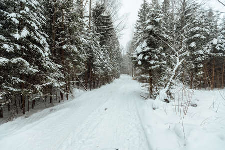 the background of a winter forest, a landscape of fir trees strewn with white snow, an empty road among deep snowdrifts in a blizzardの写真素材