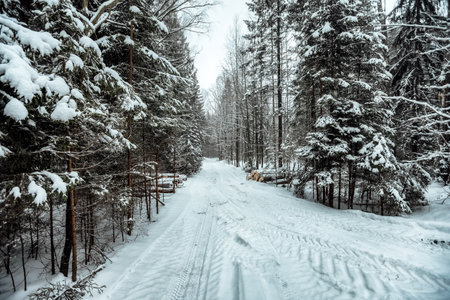 the background of a winter forest, a landscape of fir trees strewn with white snow, an empty road among deep snowdrifts in a blizzardの写真素材
