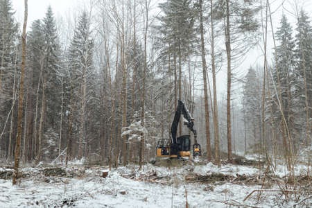 harvester cuts down trees, industrial harvesting of wood with the help of an automated machine, many falling trees in the winter forest, human activity destroys the natural environmentの写真素材