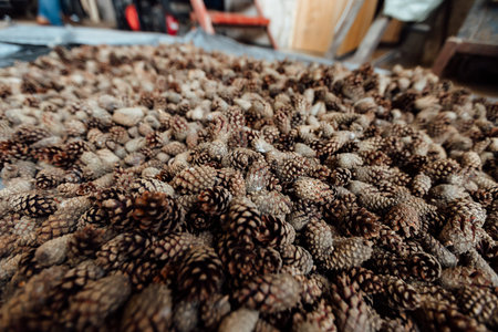 lots of fir and pine cones, background texture uniform pattern of coniferous cones spread out on the...