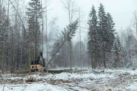 illegal logging, industrial excavator bucket grabs fallen trees and clears the road, harvesting raw materials for the woodworking industryの写真素材