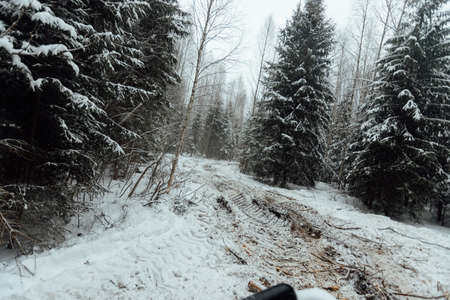 the background of a winter forest, a landscape of fir trees strewn with white snow, an empty road among deep snowdrifts in a blizzardの写真素材