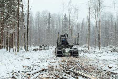 illegal logging, industrial excavator bucket grabs fallen trees and clears the road, harvesting raw materials for the woodworking industryの写真素材