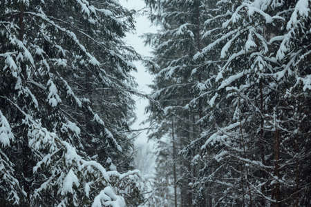 the background of a winter forest, a landscape of fir trees strewn with white snow, an empty road among deep snowdrifts in a blizzardの写真素材