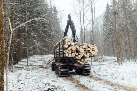 illegal logging, industrial excavator bucket grabs fallen trees and clears the road, harvesting raw materials for the woodworking industryの写真素材