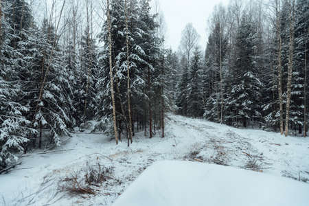 the background of a winter forest, a landscape of fir trees strewn with white snow, an empty road among deep snowdrifts in a blizzardの写真素材
